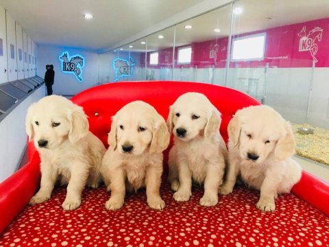 Golden retriever yavrularımız