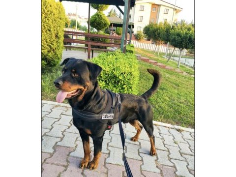 Saf kan rottweiler yavrularım