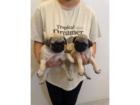 Sıfır burun gül kuyruk pug mops