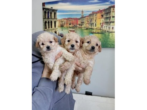 Maltipoo yavrularımız