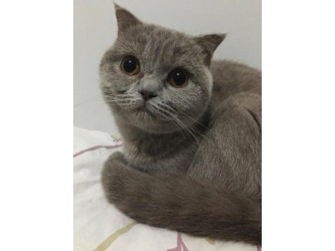 Oldukça uysal scottish fold kızandadır