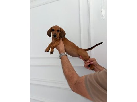 Irk ve sağlık garantili dachshund (sosis) yavrumuz