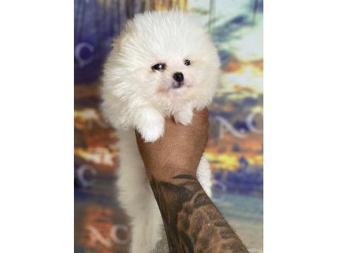 Pomeranian bebekler hazır