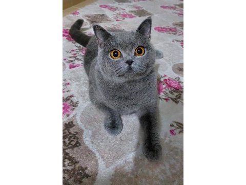 Ücretsiz british shorthair 3 yaş