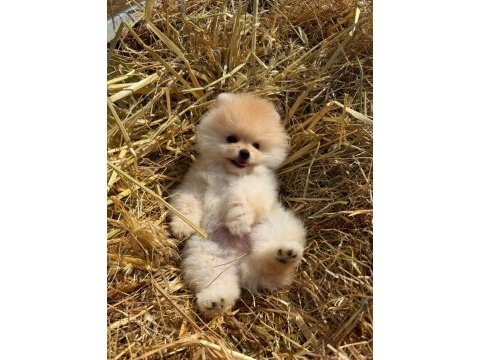 Kokoş pomeranian bebekler