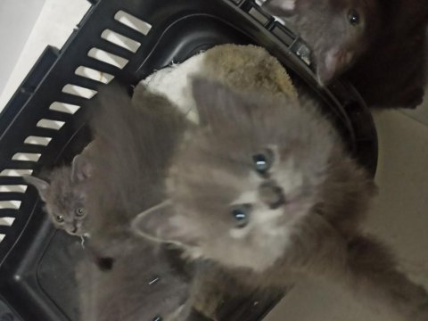 Anne ve baba russian blue