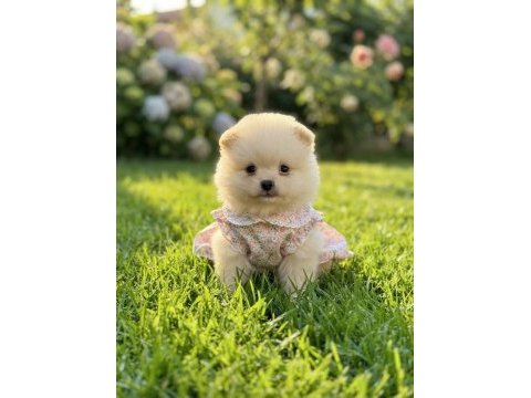 Pomeranian boo mimik boy