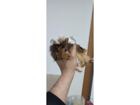 Evcil 3 adet yavru guinea pig ele alıştırmaya uygun