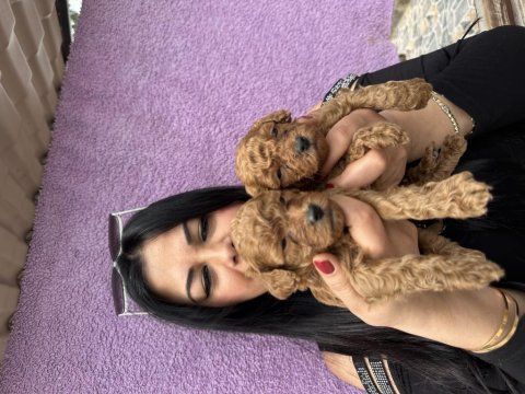 Red brown toy poodle yavrularım