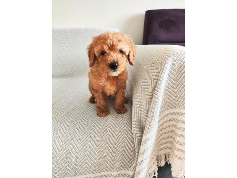 2 aylık poodle