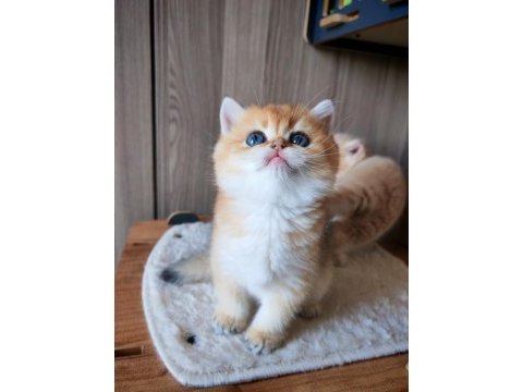 Altın rengi golden dişi yavru british shorthair