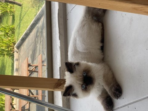 Exotic shorthair 3.5 aylık