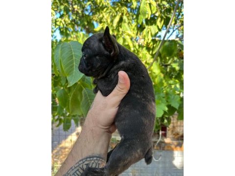 Uygun dişi french bulldog