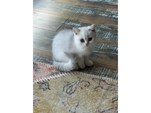 Safkan silver british shorthair