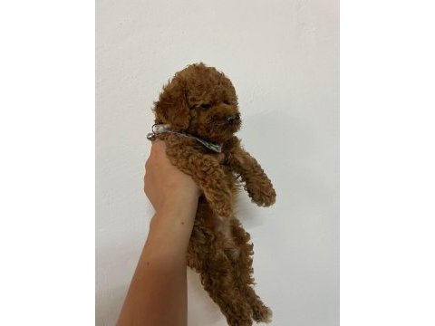 Toy poodle 2 aylık köpeğimiz