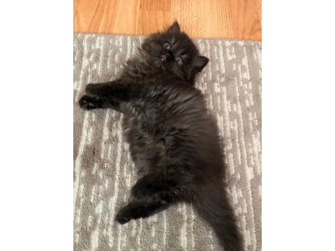 British longhair ayı surat dişi yavrular