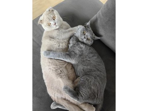 8 aylık özel renk lilac scottish fold