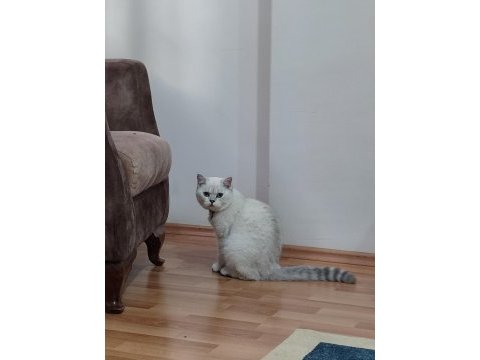 6 aylık erkek çipli british shorthair