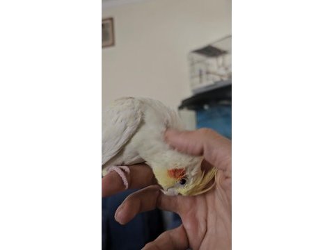 2 buçuk yaşında erkek sultan papağanı