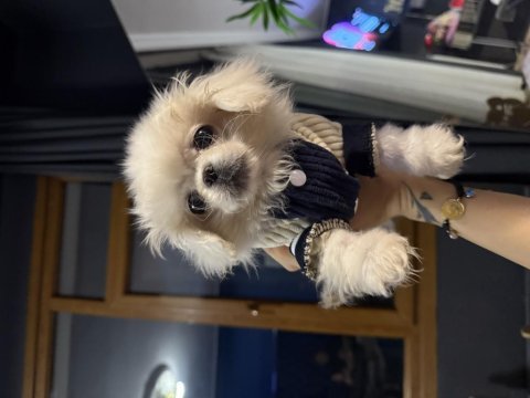 Minik pekinez bebekler