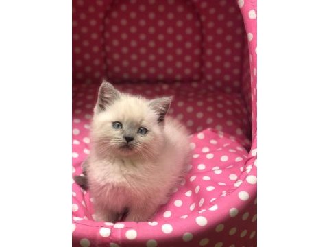 Brıtısh shorthair blue point yavrularım 