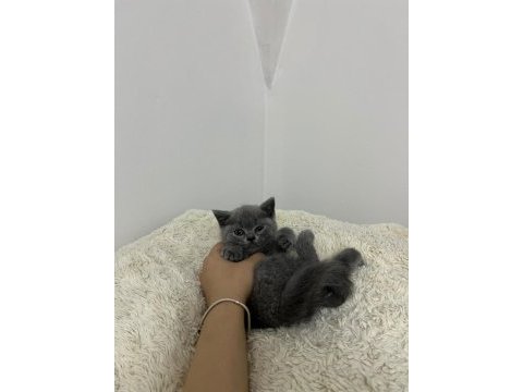 Erkek british shorthair yavrumuz