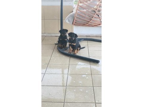 Rottweiler yavruları