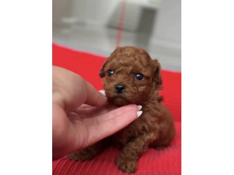Toy poodle yavrusu