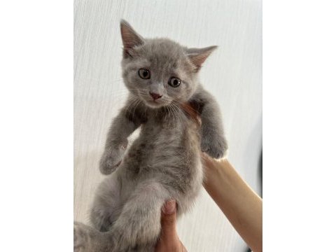 Acil sahiplendirilecek british shorthair