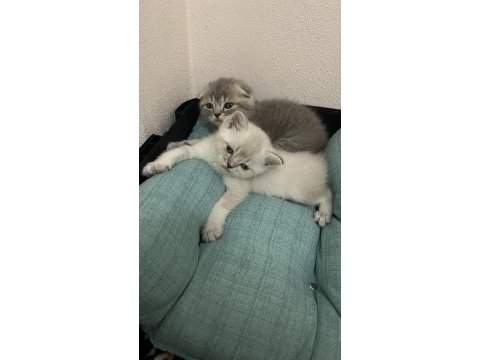 British shorthair bebekler yeni yuvalarını arıyorlar