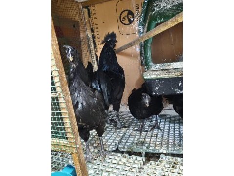 Ayam cemali