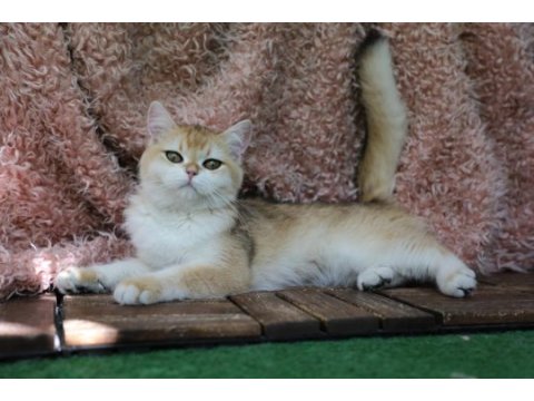 Anne baba şecereli golden ny12 safkan dişi british shorthair