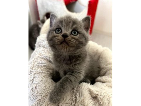 Minik dostlar british shorthair