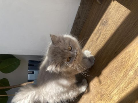 British longhair lilac erkek 2.5 aylık