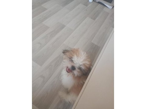 Shıh tzu safkan dısı