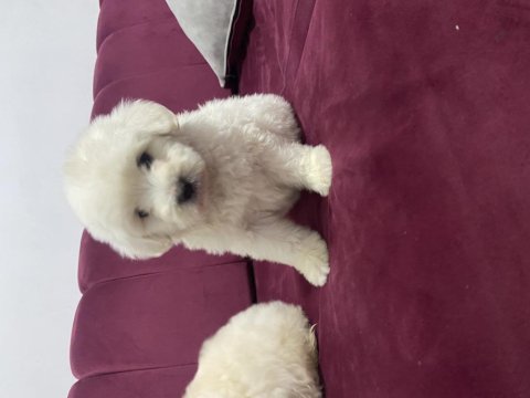 6 kardeşten son maltipoo yavrumuz