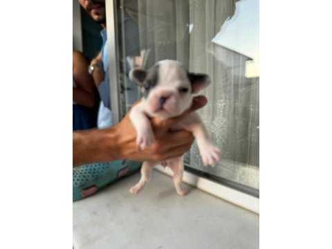 Mükemmel anatomi blue ve blue taşıcı french bulldog evlatlar