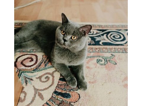 British shorthair erkek oğlumuza dişi arıyoruz