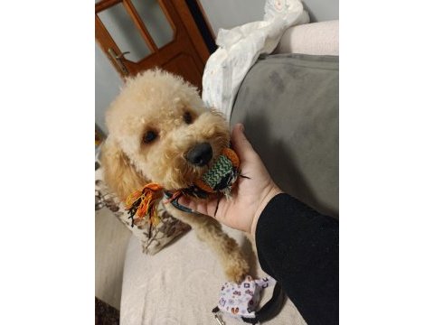 Köpeğimle ilgilenecek aile arıyoruz beni arar mısınız