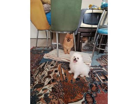 Pomeranian boo bebekleri