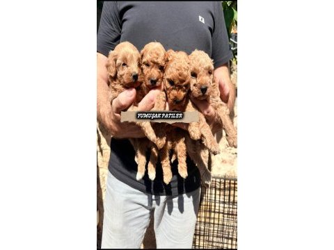 Toy poodle yavru
