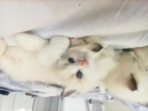 Dünyanın en sakin kedisi