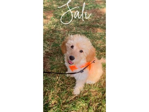 Maltipoo cinsi yavru köpeğimiz