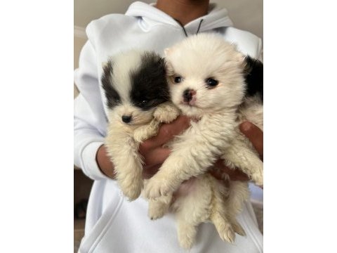 Pomeranian dişi ve erkek yavru
