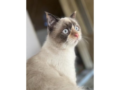 British blue point kedimiz sahiplendirilecektir