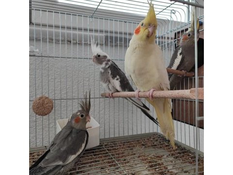 Yavru sultan papağanlar