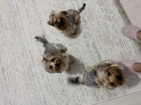 3 kız kardeş aşıları tuvalet eğitimi tam yorkshire terrier