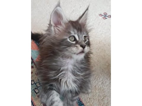 Maine coon kedimiz