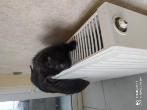 Anne siyam baba british shorthair