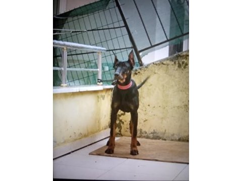 6 aylık dişi doberman